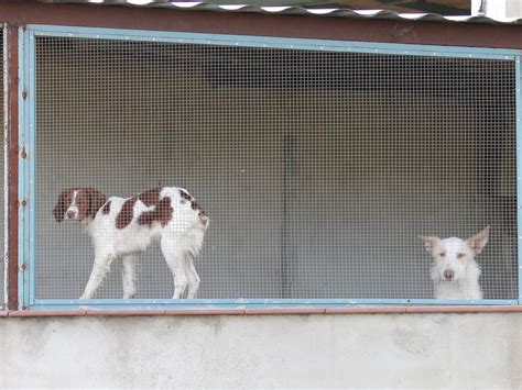 Perros Par De Perros Mirando Desde Su Cubículo A Través De Flickr