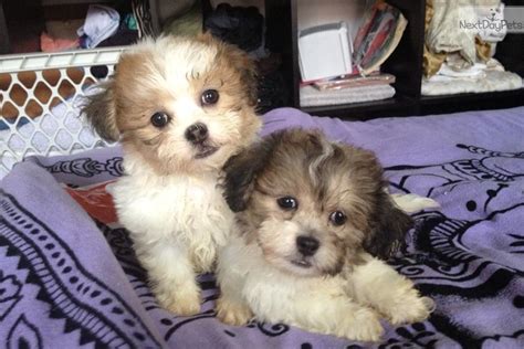 Visitors are welcomed to come and visit the puppies. Shichon puppy for sale near New York City, New York ...