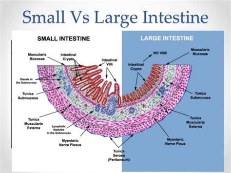 Histology of gastrointestinal tract | Intestines anatomy, Medical
