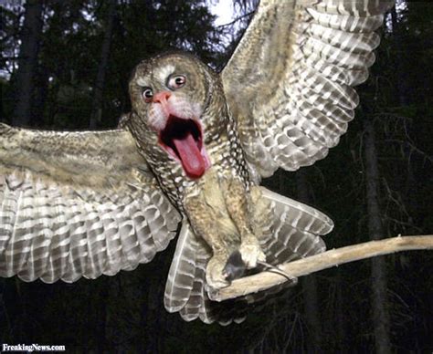 By staff writerlast updated apr 12, 2020 10:19:57 pm et. DSG 1907: The monster mouth Owl.