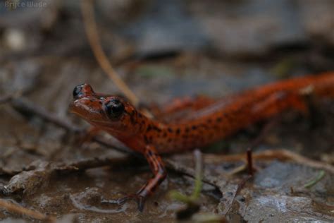 Eurycea Lucifuga Cave Salamander An Adult From Lexington Flickr