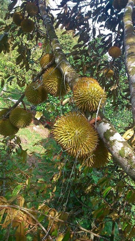 Typing tapai lai kasto chha. Buah Durian Lai Khas Hutan Kalimantan - Alam Tradisional