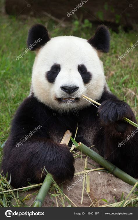 Giant Panda Ailuropoda Melanoleuca — Stock Photo © Wrangel 146001957