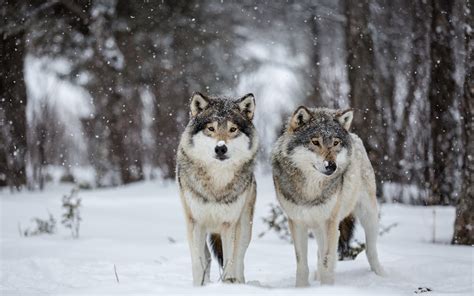 Wolves In Snowy Forest Hd Wallpaper Background Image 2560x1600 Id