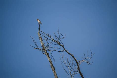 Birmingham Audubon Society Birding Fayette Alabama Flickr