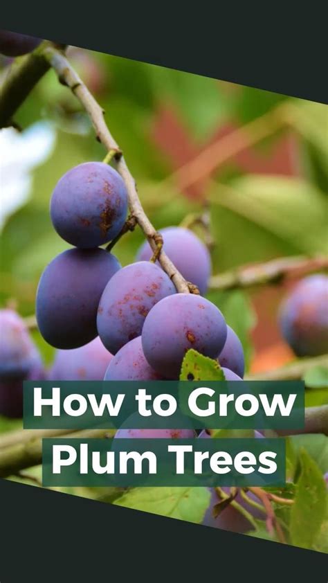 How To Grow Plum Trees Artofit