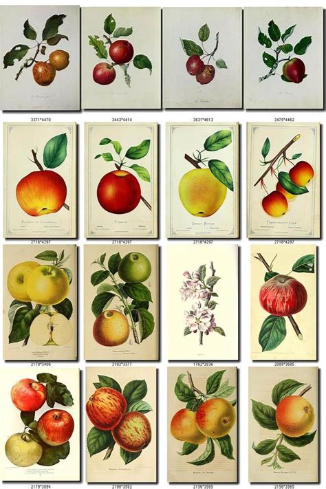 4800 Vintage Apples Jpegs Images Pack From With Etsy