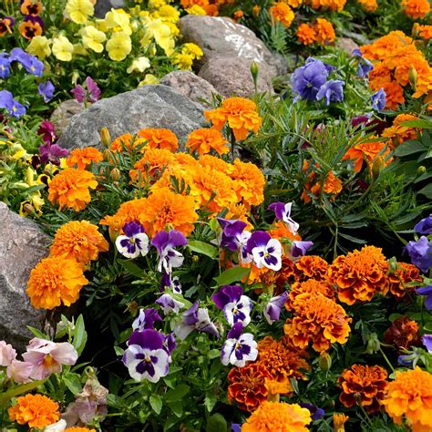 fall flowers to plant in alabama best flower site