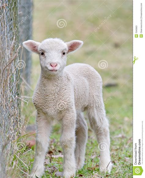 Cute Baby Lamb Stock Image Image Of Beautiful Lamb