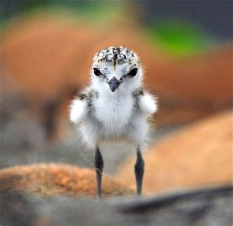 Those Cute Animals - SharenatorSharenator