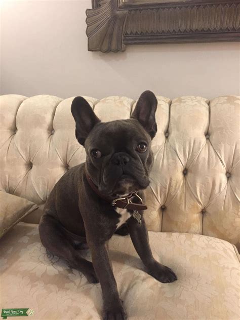 446 x 380 jpeg 61 кб. Stud Dog - Blue French bulldog - Breed Your Dog