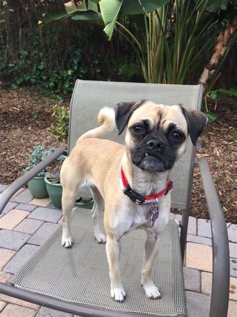 Adopt a rescue dog through petcurious. Pug dog for Adoption in Rancho Santa Margarita, CA. ADN ...