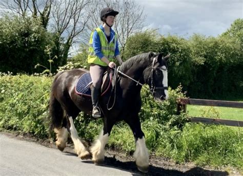 Handhs Guide To Hogged Show Cobs Horse And Hound