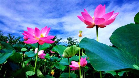 Cập nhật hơn 92 về ảnh hoa đẹp làm hình nền hay nhất kenmei edu vn