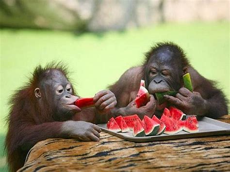 Cute Monkeys Eating Watermelon In The Summer Cute Animals Pinterest