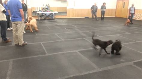 Favorite this post may 30 puppy training pads (87/100 pads) Pepper's Puppy Playtime at the Ann Arbor Dog Training Club - YouTube