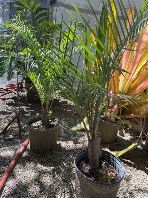 Palm tree - Triangle palm Dypsis decaryi - bare root in 2022 | Plants