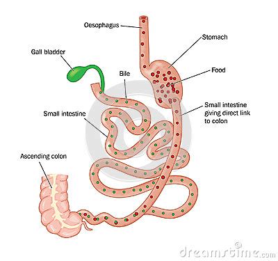 It is about 20ft or 6metres long. Duodenal Switch Bariatric Surgery Stock Vector - Image: 43235957