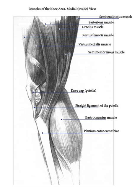 Knee Anatomy Muscle And Tendon
