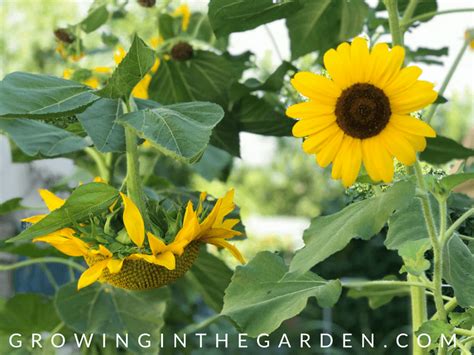 How To Grow Sunflowers Growing Sunflowers Fall Garden Vegetables