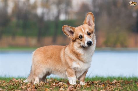 Welsh Corgi Pembroke Dog Breed Facts Highlights And Buying Advice