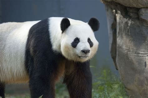 A Giant Panda At Zoo Atlanta Atlanta Zoo Panda Bear Panda