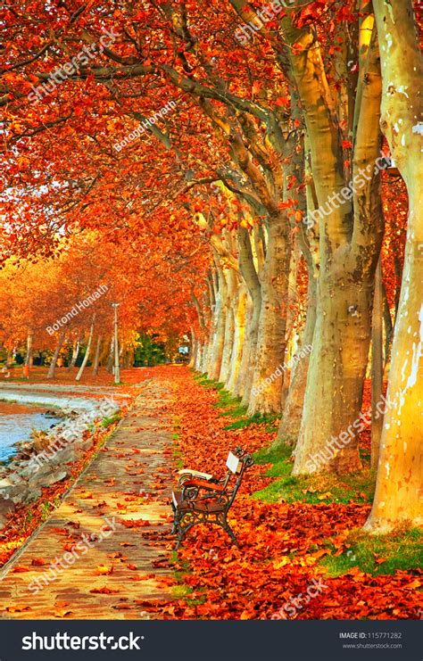 Nice Trees In Autumn In The City Stock Photo 115771282 Shutterstock