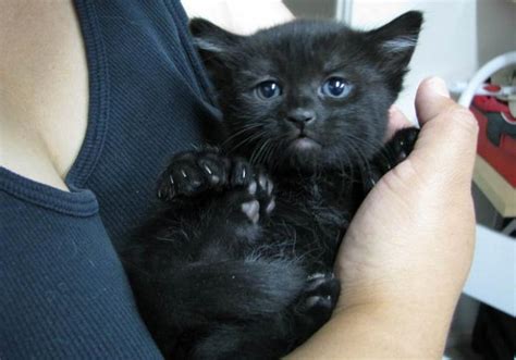 They are quite calm and docile, which means ragamuffin kittens are always born white and their patterns and coloring develop over time. 30 Most Adorable Black Ragamuffin Cat Pictures And Images