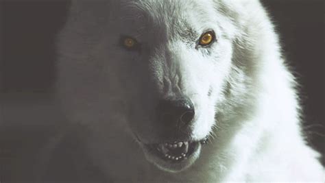 White Wolf Anime  Pin On Amazing  Photos