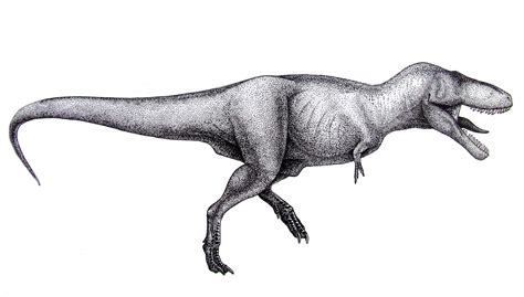 Tyrannosaurus Rex Information And Gallery