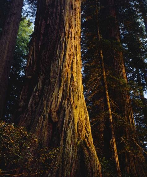 Somerset House Images Ca Redwoods Old Growth Redwood Tree At Sunset