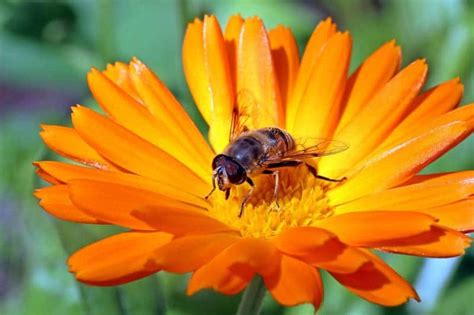 The aspca lists the spiny succulents may not be the best choice for use around curious kitties, who might try to paw or nuzzle. How to Grow Marigolds in Your Garden • New Life On A ...