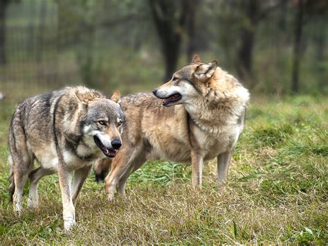 Gray Wolf Facts About Serbias National Animal