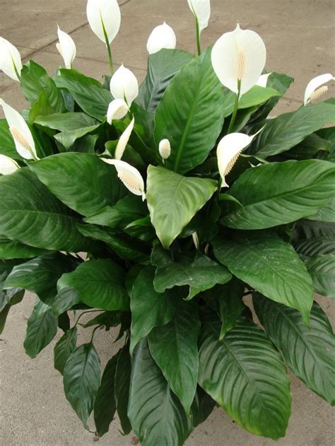 Check spelling or type a new query. tropical plants pictures and names | 10″ Potted Plant ...