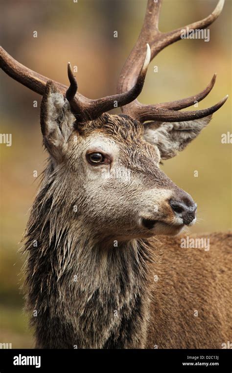 Young Red Deer Stag Cervus Elaphus Close Crop Showing Face Head