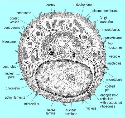 Check spelling or type a new query. Full Size Picture Section-through-an-animal-cell-showing ...