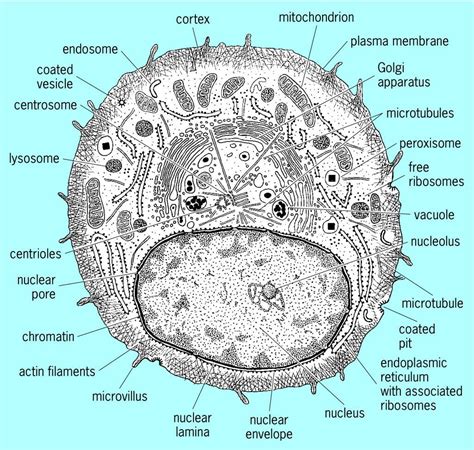 Animal cells are the types of cells that make up most of the tissue cells in animals. Full Size Picture Section-through-an-animal-cell-showing ...