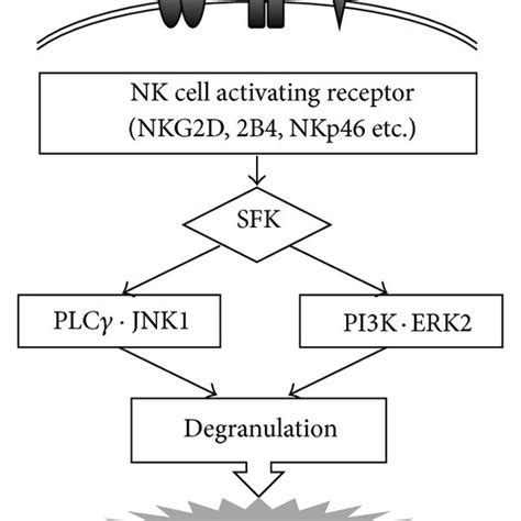 Nk Cell Activating Receptors And Signal Transduction Leading To Killing
