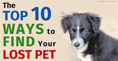 10 Simple Steps to Find a Missing Pet