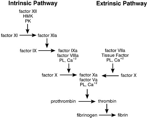 The Cascade Model Of Coagulation The Intrinsic And Extrinsic Download Scientific Diagram