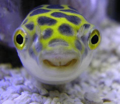 Giant Freshwater Pufferfish Andysworld