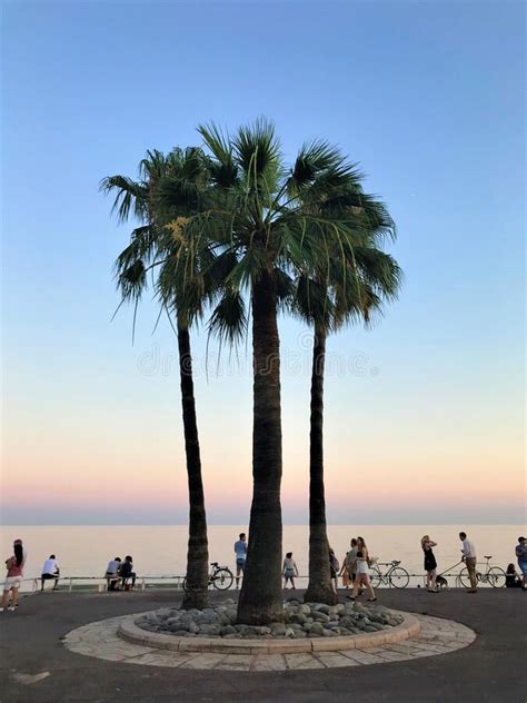 Palm Trees At Sunset In Nice France Editorial Stock Image Image Of