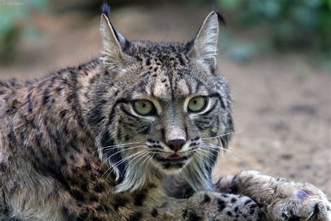 Iberian Lynx The Worlds Most Endangered Wild Cat Is Making A Comeback