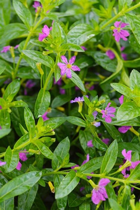 Hair also takes credit for being the second fastest growing tissue in the body. Mexican Heather Care | How to Grow Mexican Heather