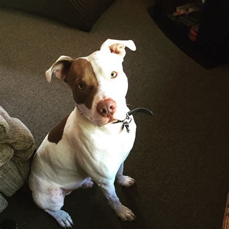 Maybe you would like to learn more about one of these? Tyson | Modern Dog magazine