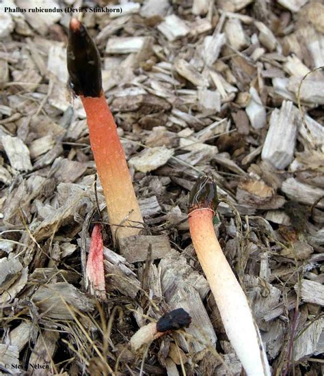 Phallus Impudicus Common Stinkhorn