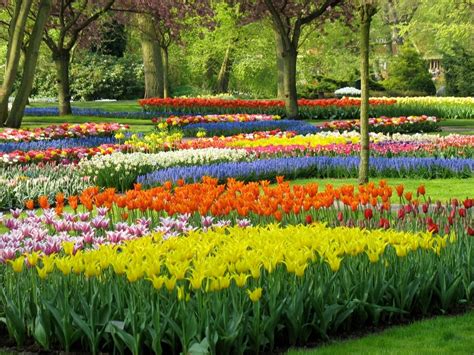 How We Select The Best Spring Flowering Bulbs For Your Garden