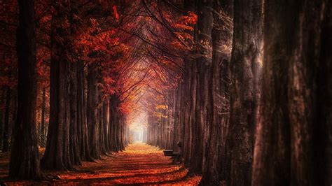 Download 3840x2160 Fall Trees Red Leaves Path Autumn