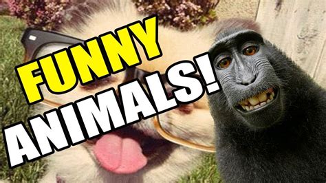 Funny Animals Compilation Funny Vines Youtube