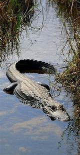 Alligator Park Florida Everglades Photos